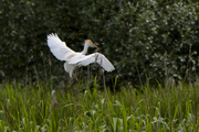 Bubulcus ibis