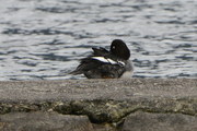 Bucephala clangula