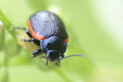 Chrysolina sanguinolenta