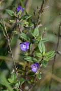 Clinopodium acinos