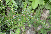 Cotoneaster horizontalis