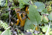 Craterellus lutescens