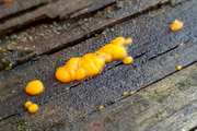 Dacrymyces