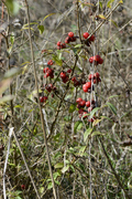 Dioscorea communis