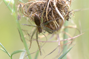 Dolomedes