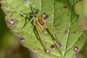 Dolomedes