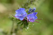 Echium vulgare