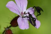 Empis pennipes