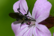 Empis pennipes