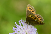 Erebia ligea