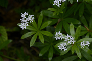 Galium odoratum