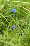 Gentiana bavarica