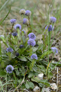 Globularia bisnagarica