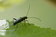 Grammoptera ruficornis