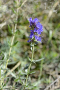 Hyssopus officinalis