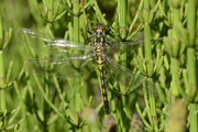 Leucorrhinia pectoralis