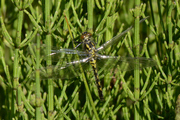 Leucorrhinia pectoralis