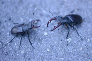 Lucanus cervus