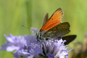 Lycaena hippothoe