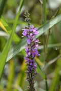 Lythrum salicaria