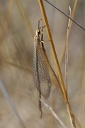 Macronemerus appendiculatus