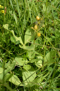 Menyanthes trifoliata