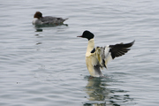 Mergus merganser