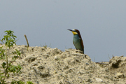 Merops apiaster