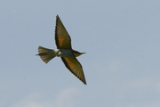 Merops apiaster