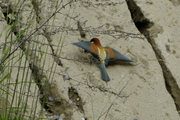 Merops apiaster