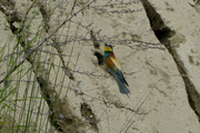 Merops apiaster