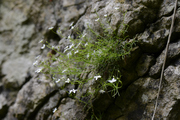 Moehringia muscosa