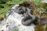 Natrix tessellata