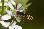 Nomada