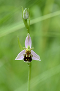 Ophrys apifera