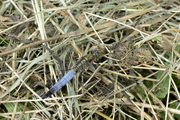 Orthetrum cancellatum