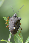 Pentatoma rufipes