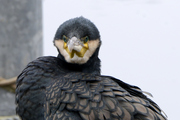 Phalacrocorax carbo