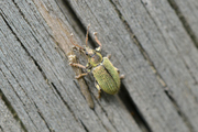 Phyllobius betulinus