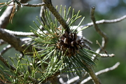 Pinus uncinus