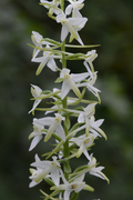 Platanthera bifolia