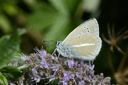 Polyommatus damon