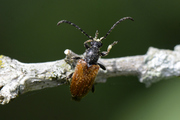 Pseudovadonia livida