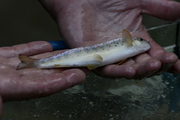 Salmo trutta