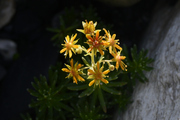 Saxifraga aizoides