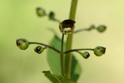 Scrophularia nodosa