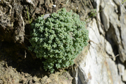 Sedum dasyphyllum