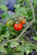 Solanum lycopersicum
