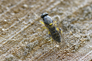 Solva marginata