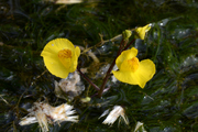 Utricularia vulgaris